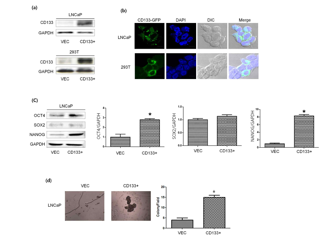 Overexpression of CD133 in prostate cancer (PC) cell lines. (a) Western blot analysis of CD133 expression. (b) Confocal microscopy analysis of GFP-CD133 expression (c) Western blot analysis of stemness-related protein expression. (d) Stable overexpression of CD133 led to a significant increase in colony-forming ability