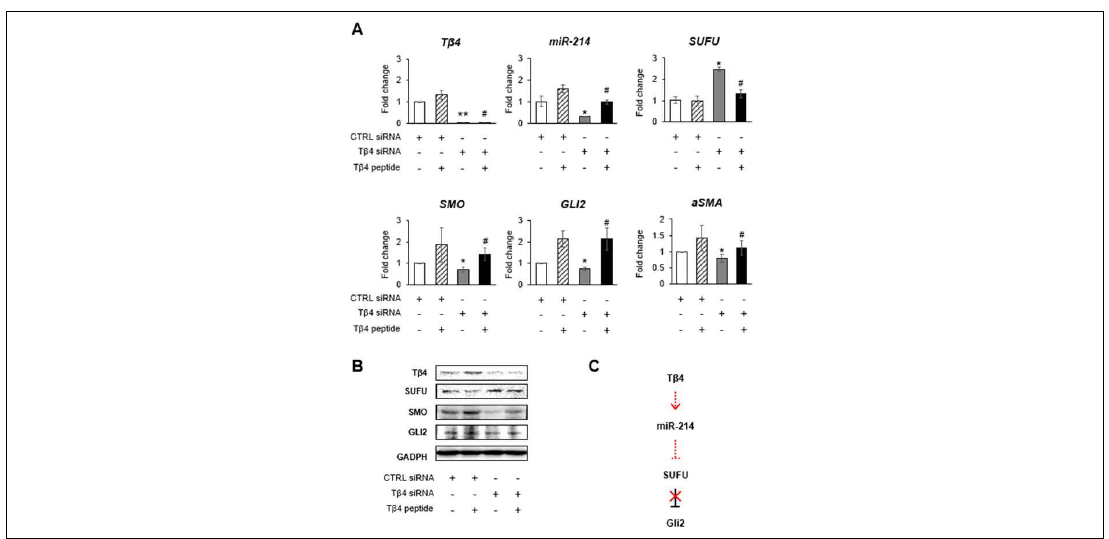 Tβ4와 miR-214에 의한 Gli2의 활성 조절에 따른 간성상세포의 활성화