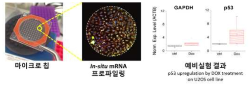 마이크로웰 칩 위에서의 in situ mRNA 프로파일링