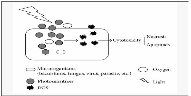 The mechanism of antibacterial PDT