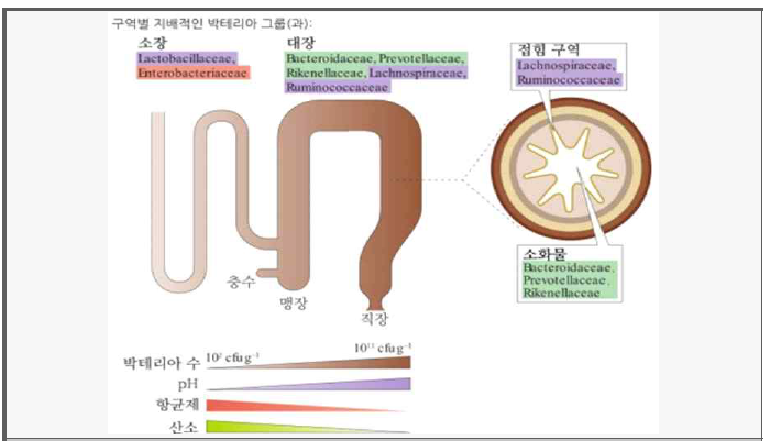 The distribution of major microbes in the human intestinal tract