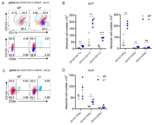 Effect of L. reuteri monocolonization on phenotypes and population of LP-DC subtypes. A and B. LP-DCs from GF mice or those monocolonized with L. reuteri were examined for expression of CD103, CD11b and CD8a, with the numbers representing the frequency of each population as a percentage of total CD11c+MHCII+. C. mLN-DCs from GF mice or those monocolonized with L. reuteri were examined for expression of CD103 and CD8a, with the numbers representing the frequency of each population as a percentage of total CD11c+MHCII+. *p < 0.05, **p < 0.01, ***p < 0.001. Data are representative of at least three independent experiments with similar results