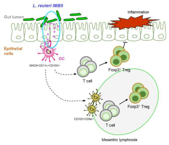 Graphical representation L. reuteri monocolonization and its mechanism of Treg induction. on phenotypes and population of LP-DC subtypes. L. reuteri monoassociation modulates the phenotype of DC in gut to regulatory phenotype CD103+ and induce iTreg cells in gut as well as in periphery and suppresses the intestinal inflammation