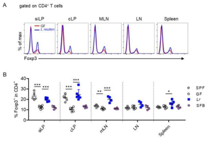 Monocolonization in GF mice with specific bacteria induces the Treg cells in gut. A and B. Representative flow cytometry plots of Foxp3+ cells within the CD4+ T cell population in the lamina propria of small intestine (siLP), colon (cLP), mLN, LN and spleen. Numbers indicate cell percentages in the quadrant. Barr graph of percentages of FOXP3+ cells within the CD4+ cell population in the siLP, cLP, mLN, LN and spleen of the indicated mice. *p < 0.05, **p < 0.01, ***p < 0.001. Data are representative of at least three independent experiments with similar results