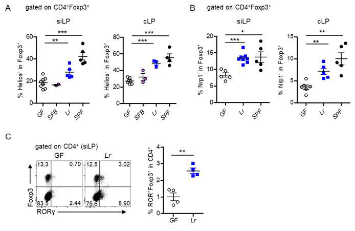 Monocolonization in GF mice with L. reuteri induces the Helios- and Nrp1- iTreg cells with RORg+ in gut. A and B. Representative flow cytometry plots of Helios-Foxp3+ cells and Nrp1-Foxp3+ within the CD4+ T cell population in the lamina propria of siLP and cLP. Numbers indicate cell percentages in the quadrant. C. Representative flow cytometry plots of RORg+Foxp3+ cells within the CD4+ T cell population in the lamina propria of siLP. Numbers indicate cell percentages in the quadrant. Barr graph of percentages of Helios-Foxp3+ cells and Nrp1-Foxp3+ cells within the CD4+ cell population in the siLP, cLP, mLN, LN and spleen of the indicated mice. *p < 0.05, **p < 0.01, ***p < 0.001. Data are representative of at least three independent experiments with similar results