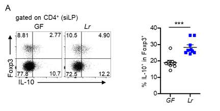 Monocolonization in GF mice with L. reuteri induces the IL10+ Treg cells with in gut. A. Flow cytometry plots of IL10+Foxp3+ cells within the CD4+ T cell population in the lamina propria of siLP. Numbers indicate cell percentages in the quadrant. Barr graph of percentages of IL10+Foxp3+ cells within the CD4+ cell population in the siLP of the indicated mice. ***p < 0.001. Data are representative of at least three independent experiments with similar results