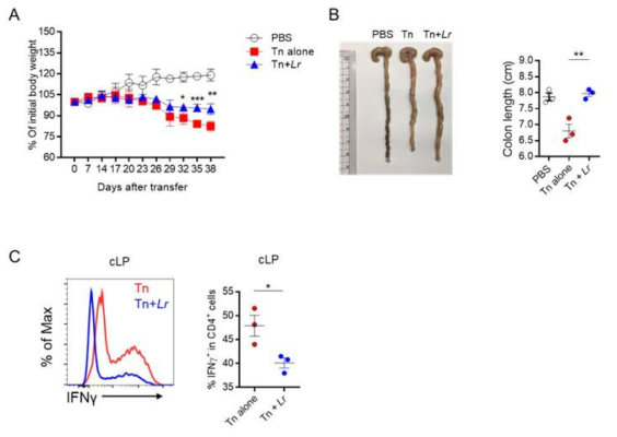 L. reuteri induced iTregs suppresses T cell mediated intestinal inflammation. A and B. Naïve CD4+Foxp3- T cells sorted from CD45.1+Foxp3GFP reporter mice were adoptively transferred into RAG1-/- mice, followed by oral feeding of PBS or L. reuteri (1x109 cfu/200ul every other day). Changes in body weight, colon length and histopathology in colonic tissue were measured. C. Analysis of the IFNγ producing effector T cells in cLP at the end of the experiment. *p < 0.05, **p < 0.01. Data are representative of at least three independent experiments with similar results