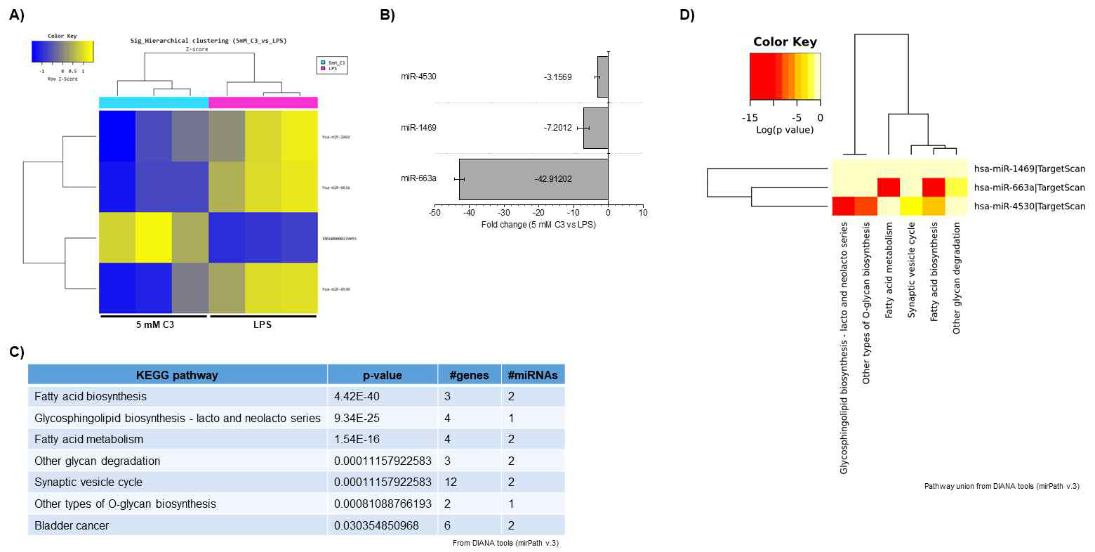 5 mM propionate (vs. LPS-실험군) 실험군 내 엑소좀성 miRNAs 발현 양상. (A) Cluster analysis-Hierarchical clustering heatmap (5 mM propionate-실험군 vs. LPS-실험군) (B) ｜FC｜≥2 발현 증감을 나타내는 miRNAs 및 발현정도 그래프 (C) 해당 miRNAs에 대한 target genes union 및 pathway union 분석