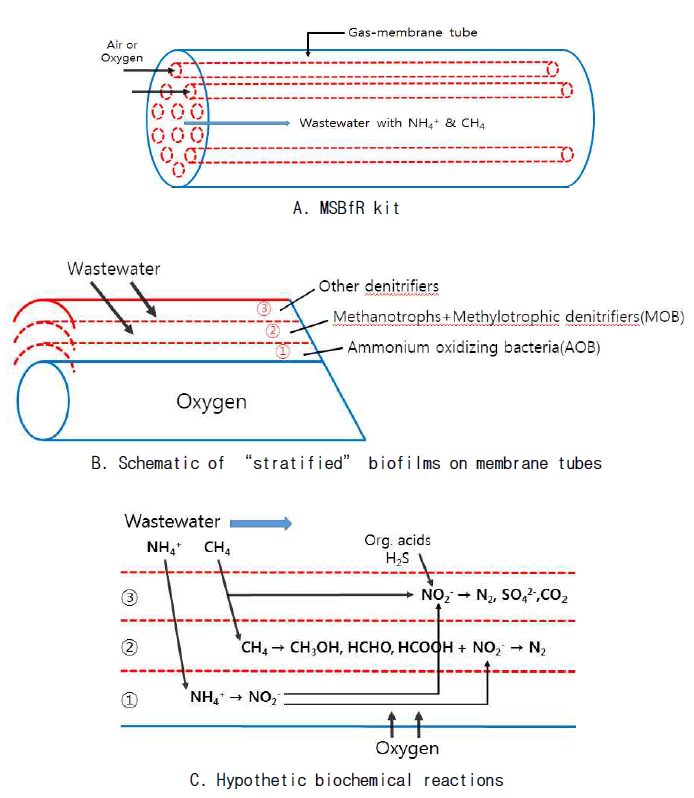 Schematic of and hypothetic reactions in MSBfR