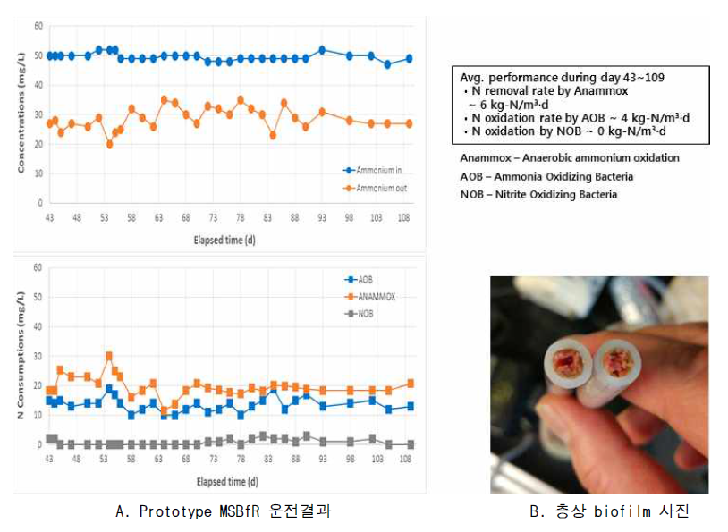 Prototype MSBfR 운전결과 : 아질산화(NH4 + → NO2 -) 반응과 anammox(NH4 + + NO2 - → N2) 반응의 동시구현(A) 및 층상 biofilm 사진(B: membrane 표면에 담황색 biofilm(AOB)과 그 위(안쪽)의 붉은색 biofilm(anammox 균)