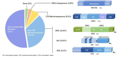 인간 유전체에서 이동성 유전인자 분포