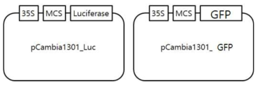 in planta 분석을 위한 binary vector 정보