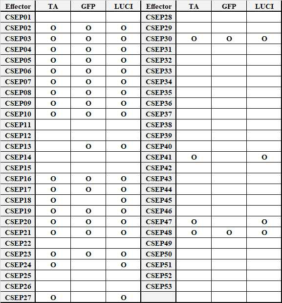 TA, GFP, 그리고 Luc vector에 cloning된 effector candidate 유전자 정보. O는 클로닝이 완료되었음을 나타냄