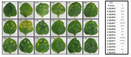 14 DAI에 관찰된 담배 잎. NT; 처리하지 않은 잎, VO; Vector only, * 개수가 많을수록 정도가 심함을 나타냄