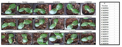 7DAI 에 관찰된 이병성 품종의 오이 떡잎. C; 무처리 잎, Vector; Vector only, * 개수가 많을수록 정도가 심함을 나타냄