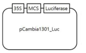 Luciferase activity 측정 분석을 위한 binary vector 정보