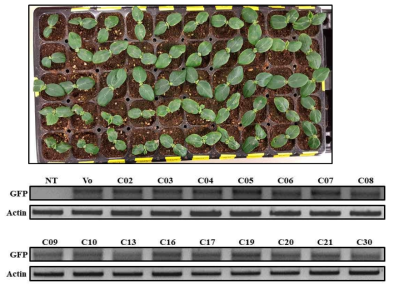 pCambia1301::CSEP::GFP 가 형질 전환된 Agrobacterium 을 오이 자엽에 접종한 후 24시간의 모습 (좌측) 동시간대에 수집된 샘플을 대상으로 PCR 반응을 실시한 결과 (우측)