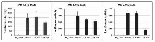 각 기 다른 농도의 Agrobacterium (Lux expression vector 형질전환 된)을 접종 48 시간 후 샘플을 수집해서 600 nm 파장에서 Lux 발현량을 측정한 결과