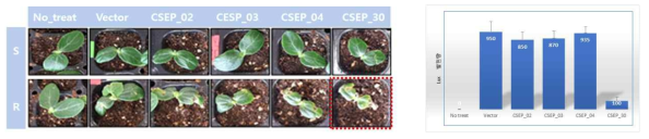 오이 자엽에 effector-transformed agro를 직접 접종한 7일 후 세포사멸을 관찰하는 기존의 방법 (좌측) 과 Lux-transformed agro를 동시에 접종한 48 시간 후 Lux 발현량을 측정하는 신규 측정 방법 (우측) 비교 결과