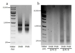 Y2H용 cDNA 제작