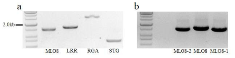MLO8, LRR, RGA, STG의 각각의 primer를 이용 PCR 반응 결과 및 3종의 MLO8 유전자 확보