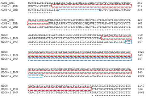 MLO8, MLO8-1, MLO8-2의 염기서열비교 결과