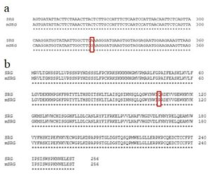 SRG와 mSRG 염기서열 및 아미노산 서열 비교 확인 결과