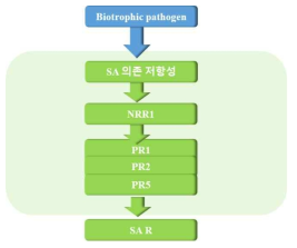 Biotrophic pathogen 저항성 기작