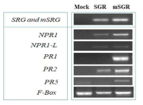 SGR 및 mSGR transient expression 시 NPR , PR 유전자들의 발현 양상 분석