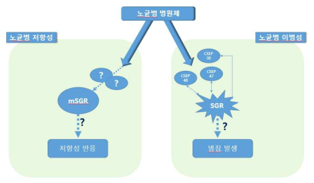 오이 노균병 저항성 기작 모델