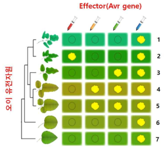 Effector 기반의 스크리닝을 통한 노균병 저항성 유전자 선발. 오이 저항성/이병성 유전자원이 좌측에 표시되어있고, Effector 후보들은 상기에 위치한 주사기속의 다양한 색으로 표시되어 있음
