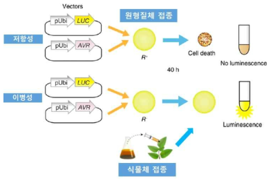 Luciferase측정을 통한 cell death 정량 분석