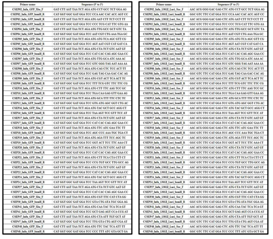 Effector 후보 전장 유전자를 증폭하고 GFP vector에 cloning 하기 위해 사용된 primer 조합(좌)과 Luc vector에 cloning 하기 위해 사용된 primer 조합(우)