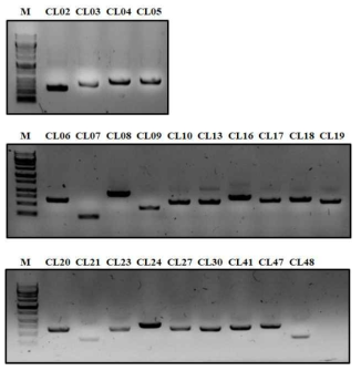 병원균 cDNA를 주형가닥으로 PCR을 통해 확보된 effector candidate 유전자