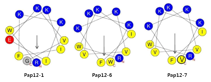 Pap12-1, 6, 7 peptide의 Helical wheel diagrams