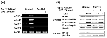(A) RT-PCR (B) western blot을 이용한 TLR4 다운스트림의 염증성 신호전달 억제능