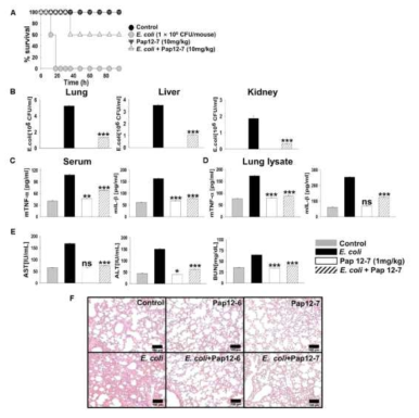 E. coli-로 유발된 패혈증 동물모델에서의 Pap12-7의 치료효과