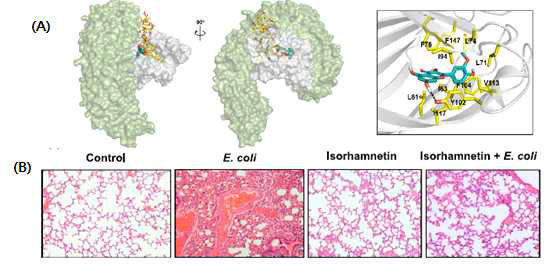 (A)isorhamnetin과 TLR4/MD-2의 결합모델 (B)패혈증 동물모델 폐에서, 염증 세포 침윤 억제