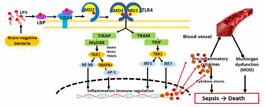 TLR 신호전달경로와 활성화로 유도된 패혈증