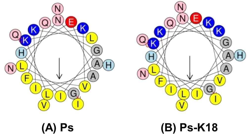 HeliQuest로 계산된 pseudin-2 (Ps) and Ps-K18의 helical wheel diagrams (http://heliquest.ipmc.cnrs.fr/)