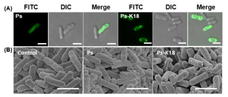 Escherichia coli 에 pseudin-2 (Ps) and Ps-K18를 처리하여 Confocal 과 scanning electron micrographs 로 관측한 Escherichia coli morphology 변화