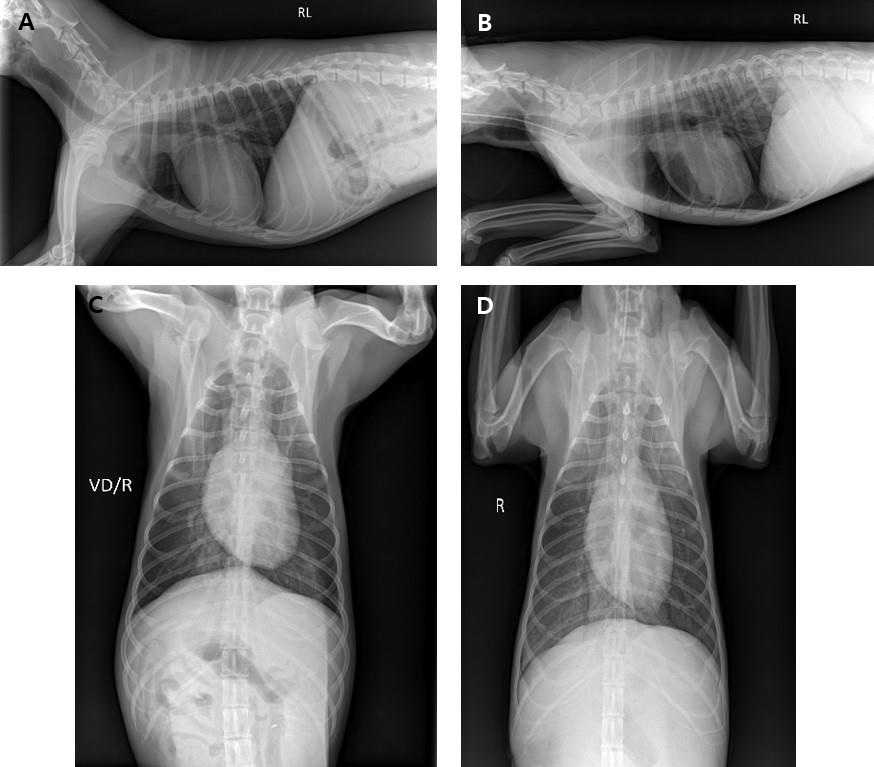 FS로 방부처리된 사체의 X-ray 사진. A,C는 방부처리 전의 영상이고, B,D는 방부 처리 후 12주 경과 후의 영상