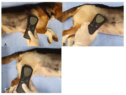 초음파 진동장치를 이용한 방부사체의 피부탄력도 측정과정. A: 어깨, B: 허구리, C: 넓적다리의 탄력도를 측정함
