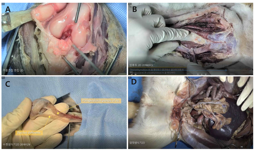 무릎관절(A), 인후두(B), 수컷생식기(C), 암컷생식기(D) 교육용 영상의 일부. 촬영된 영상의 편집을 통해 해부과정, 구조물의 명칭 등의 정보를 추가하여 학습자료로 구성함