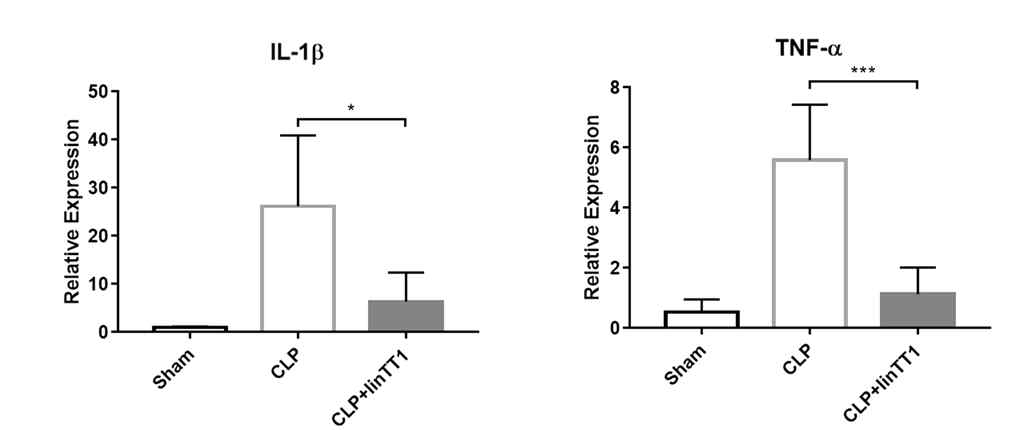 CLP 수행한 마우스에서 LinTT1 펩타이드 처리 시 IL-1β,와 TNF-α 의 발현의 감소