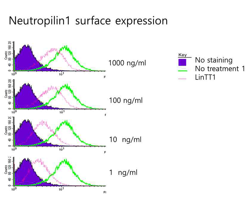 C1QBP 결합 펩타이드 LinTT1의 처리에 따른 Neutropilin1의 표면발현의 변화