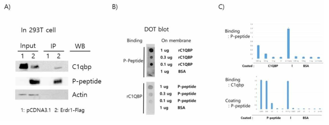 C1QBP 와 항염폴리펩타이드(P-peptide)와의 결합 A) Overexpression of Flagged tagged P-peptide & immunoprecipitation B) Dot blot analysis C) ELISA. BSA가 코팅된 peptide의 control로 사용됨