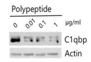 C1QBP 결합 펩타이드에 의한 C1QBP의 발현 양의 감소