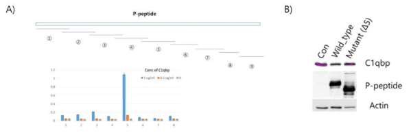 A) 작은 펩타이드의 합성과 C1QBP의 결합자리를 최소화하기 위한 ELISA B) P-peptide와 결합도가 높은 ED5 부분이 결손된 peptide-P의 과발현시 C1QBP 발현양의 변화