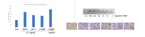 C1QBP와 chemokine MCP1, CSF-1으로 자극원으로하는 tranwell migration assay의 수행 결과. C1QBP의 이동촉진능을 chemokine과 비교(왼쪽). 다양한 양의 C1QBP의 이동촉진능 비교 (오른쪽)